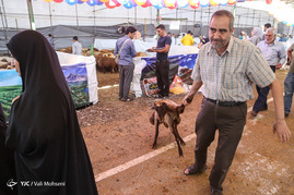 خرید و فروش دام در روز عید قربان