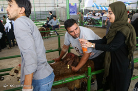 خرید و فروش دام در روز عید قربان
