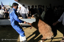 خرید و فروش دام در عید قربان