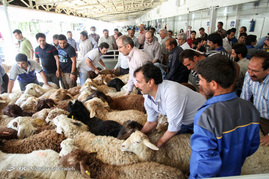 خرید و فروش دام در عید قربان