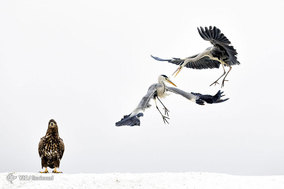 برندگان مسابقه عکاسی طبیعت National Geographic 2017