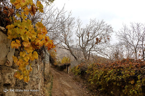 طبیعت پاییزی شیراز