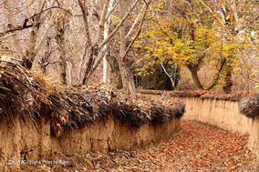 طبیعت پاییزی شیراز