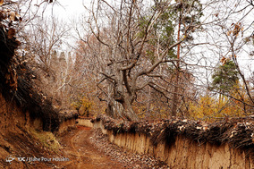 طبیعت پاییزی شیراز