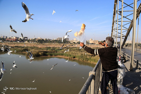 ورود نخستین گروه از پرندگان مهاجر به ساحل کارون