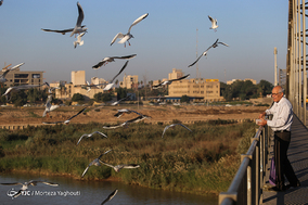 ورود نخستین گروه از پرندگان مهاجر به ساحل کارون