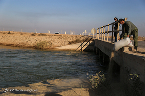 مهاجرت پرندگان به تالاب هور العظیم