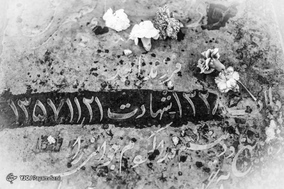 لاله های دشت سپید