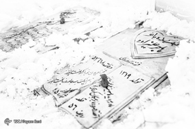 لاله های دشت سپید