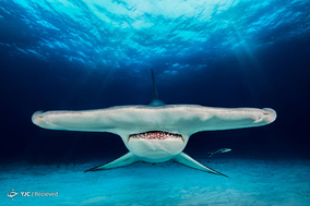 عکس‌های برگزیده مسابقه عکاسی زیر آب سال 2018