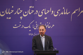آغاز طرح ساماندهی و احیای درختان چنار خیابان ولیعصر(عج)