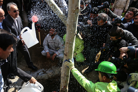 آغاز طرح ساماندهی و احیای درختان چنار خیابان ولیعصر(عج)