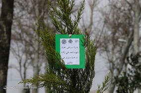 کاشت ۳۵۰۰ درخت و نصب ۳۰۰ لانه پرندگان در بوستان بعثت