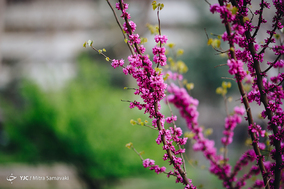 شکوفه های بهاری