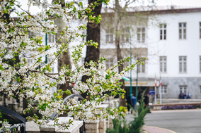 شکوفه های بهاری
