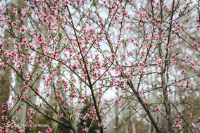 شکوفه های بهاری