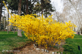 شکوفه های بهاری