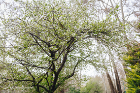 شکوفه های بهاری