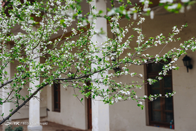 شکوفه های بهاری