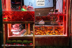 بازار  ماهی قرمز - مشهد