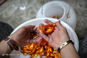 بازار  ماهی قرمز - مشهد