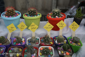 بازار گل و گیاه در آستانه نوروز