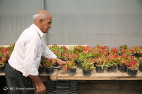 بازار گل و گیاه در آستانه نوروز
