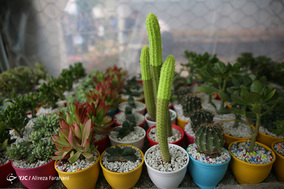 بازار گل و گیاه در آستانه نوروز