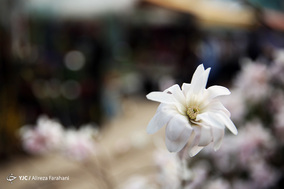 بازار گل و گیاه در آستانه نوروز