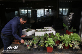 بازار گل و گیاه در آستانه نوروز