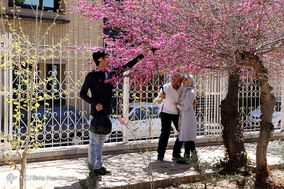 باغ ارم شیراز