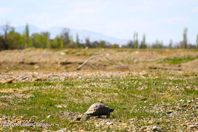طبیعت بهاری ابهر