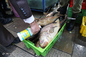 بازرسی گشت تعزیرات از واحد های صنفی مرغ و ماهی