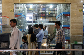 مرکز خرید و فروش پرندگان زینتی آزادگان