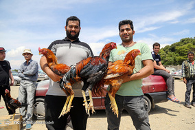 مرکز خرید و فروش پرندگان زینتی آزادگان