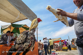 مرکز خرید و فروش پرندگان زینتی آزادگان