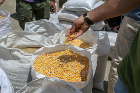 مرکز خرید و فروش پرندگان زینتی آزادگان