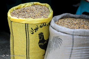مرکز خرید و فروش پرندگان زینتی آزادگان