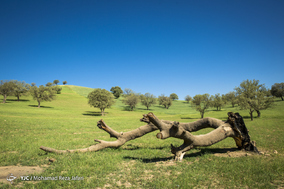 طبیعت زیبای دهدز ـ خوزستان
