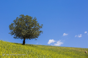 طبیعت زیبای دهدز ـ خوزستان