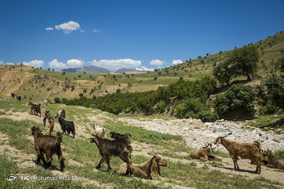 طبیعت زیبای دهدز ـ خوزستان