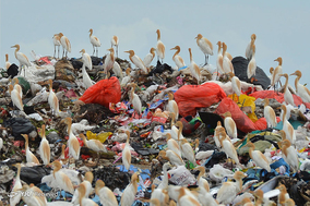 آلودگی پلاستیکی