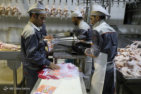 کشتارگاه صنعتی مرغ