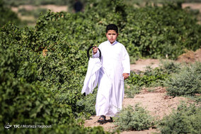 برداشت انگور از تاکستان غزاویه شهرستان کارون
