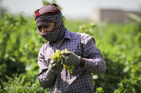 برداشت انگور از تاکستان غزاویه شهرستان کارون