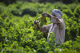 برداشت انگور از تاکستان غزاویه شهرستان کارون