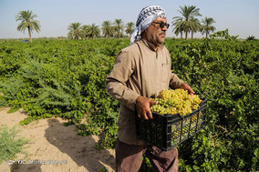 برداشت انگور از تاکستان غزاویه شهرستان کارون