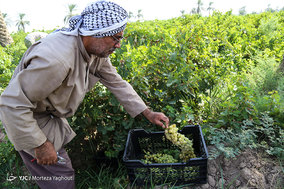 برداشت انگور از تاکستان غزاویه شهرستان کارون