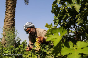 برداشت انگور از تاکستان غزاویه شهرستان کارون