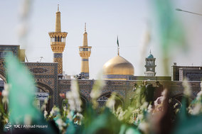 گلباران حرم مطهر رضوی در روز ولادت حضرت معصومه (سلام الله علیها)